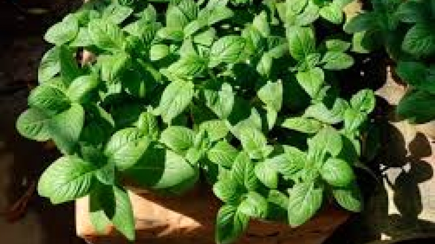Cây dại xưa nhổ bỏ giờ nhiều người tìm mua, giá 100.000 đồng/kg